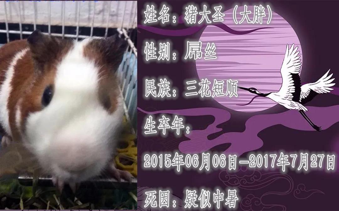 养的小荷兰猪为啥会死,豚鼠荷兰猪一般能活多久
