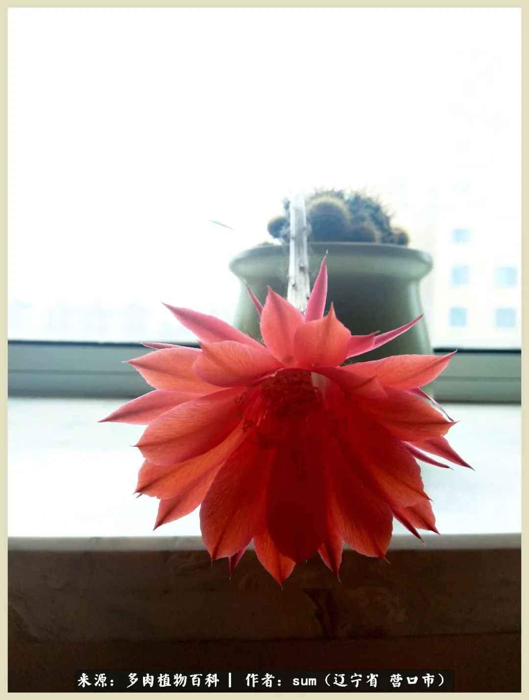 养多肉是一个很治愈的过程,养多肉是一种爱