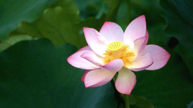 教你看穿人心的文章,看穿人性的十个秘诀