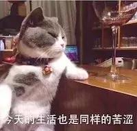 猫瘟和猫传腹哪个致死率高,病毒致死率提升
