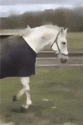 搞笑动图gif熊猫,搞笑动图gif图片哪里下载