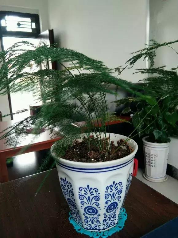 适合卧室养的助眠花,冬季助眠好养的花