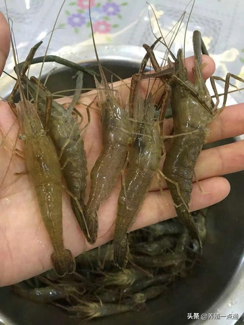 青虾养殖要注意事项,青虾养殖池塘要求