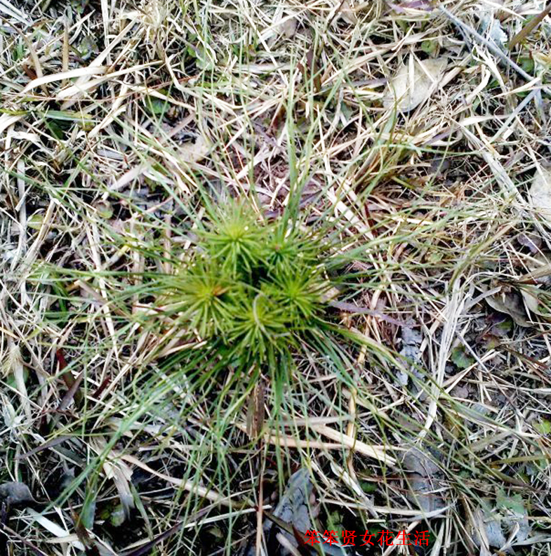 一个叫木头一个叫马尾民谣现场,一个叫木头一个叫马尾有什么含义