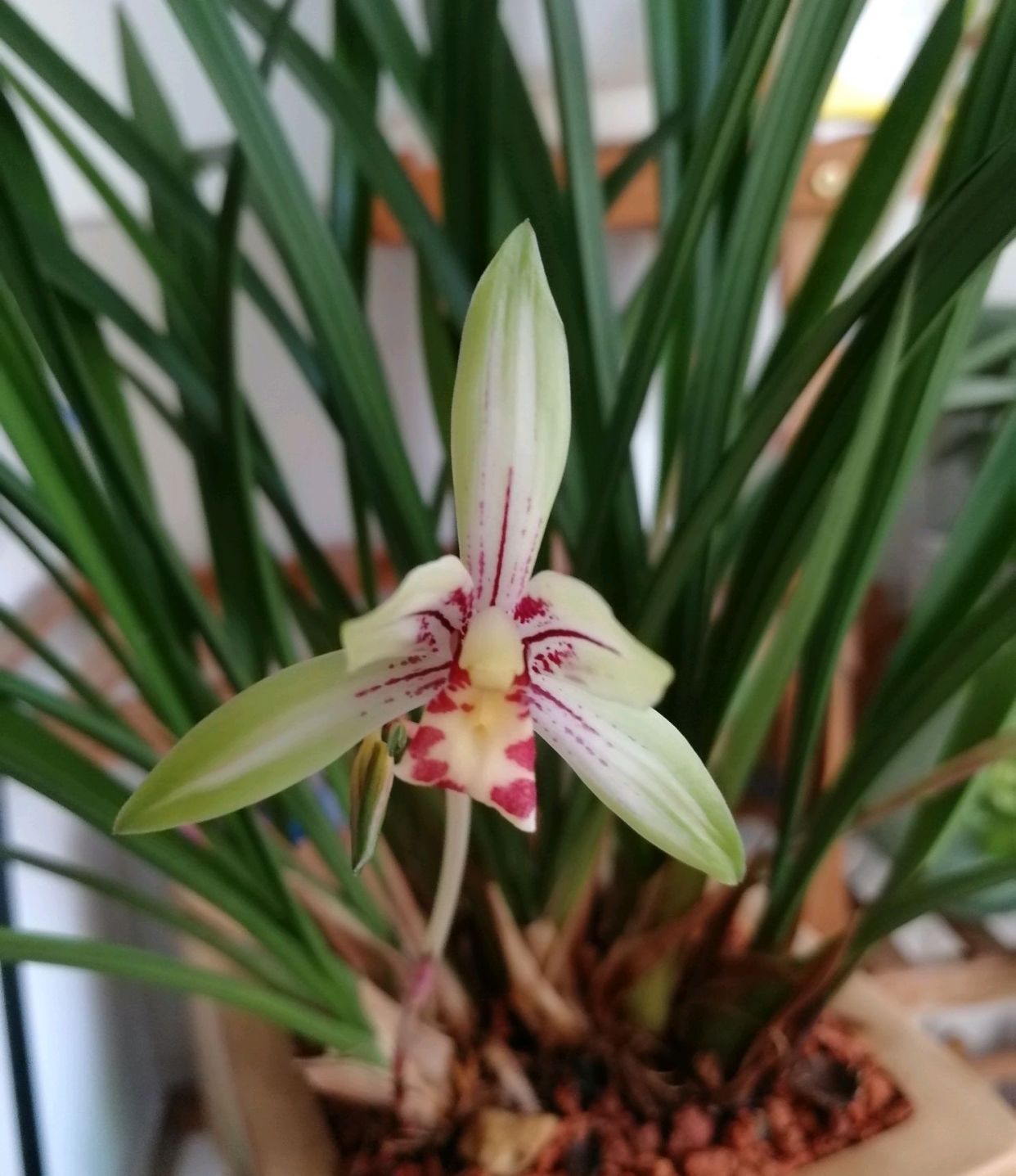 换好盆的兰花有花苞是否要施肥,春季兰花换盆后多长时间才能施肥