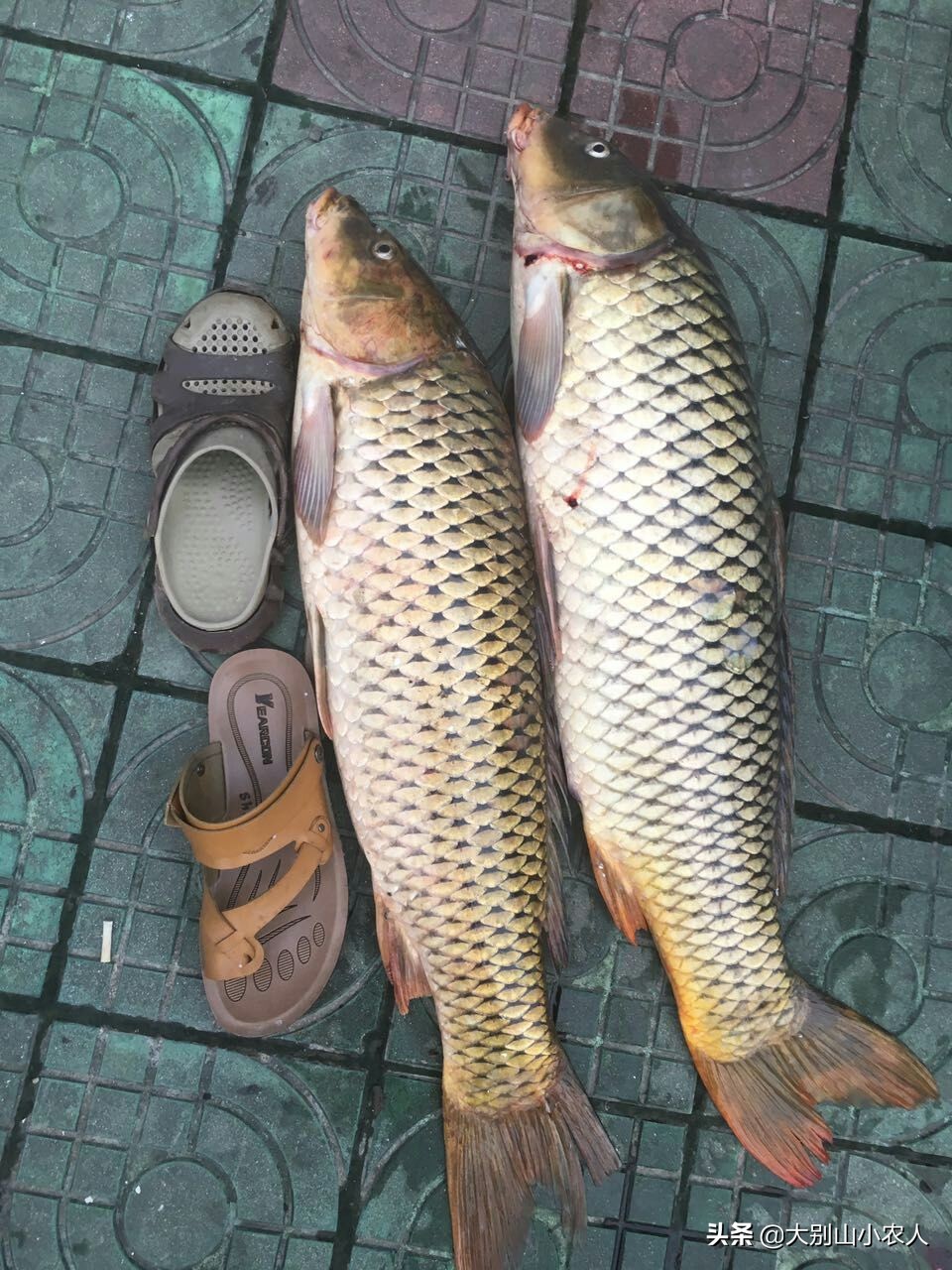 野钓老是锚鱼上来怎么回事,钓鱼总是锚鱼