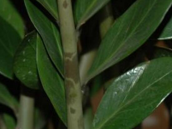 金钱树根部有虫子怎么处理,金钱树茎上有黑斑怎么处理