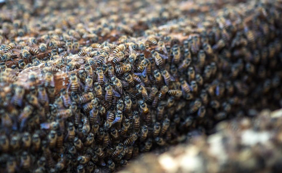 蜜蜂养殖为何蜂箱中生虫子,蜜蜂为什么会有巢虫