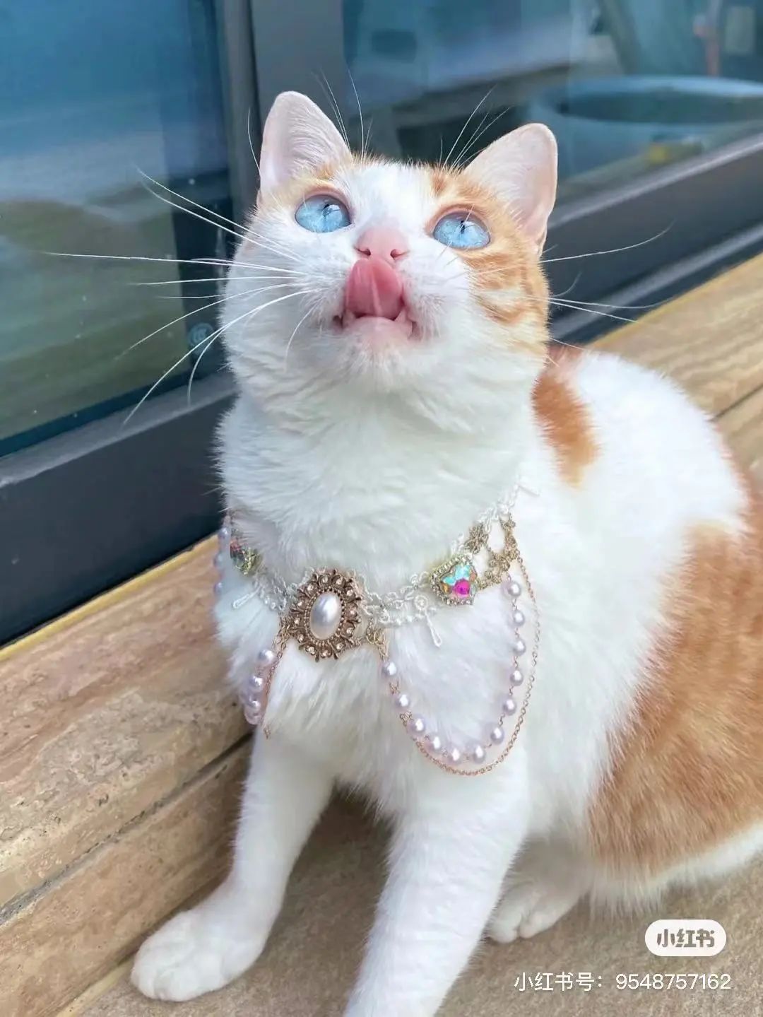 金发碧眼双眼皮！这猫我说一句“橘中最美”不过份吧？