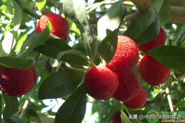 用杨梅籽种杨梅,杨梅咋种