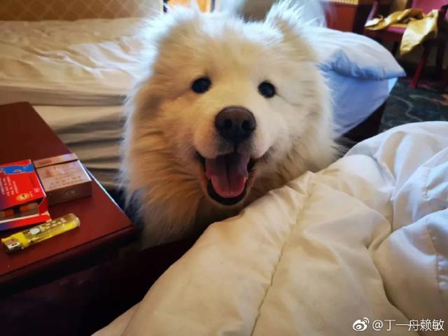 请留意寻找一条叫阿宝的工作犬