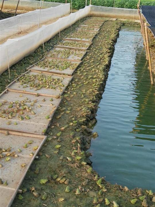 青蛙养殖技术及青蛙养殖方法,人工养殖青蛙和野生青蛙区别