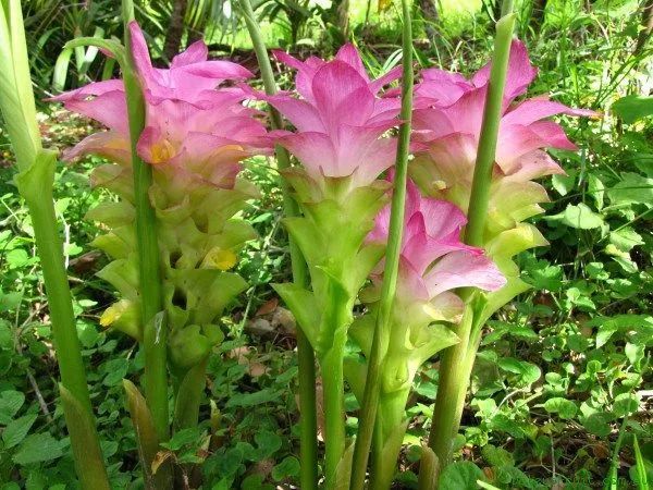 姜黄花种植方法,姜黄盆景养殖方法