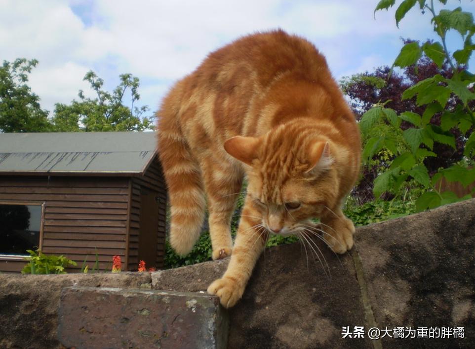 管教猫咪时猫咪生气怎么办,如何让猫咪知道铲屎官生气了