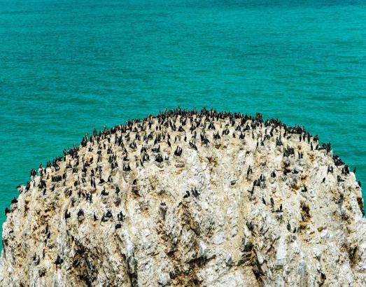 青海里的鸟岛,青海湖的鸟岛边