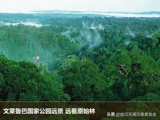 文莱天然野沉香知识,文莱沉香为什么不值钱