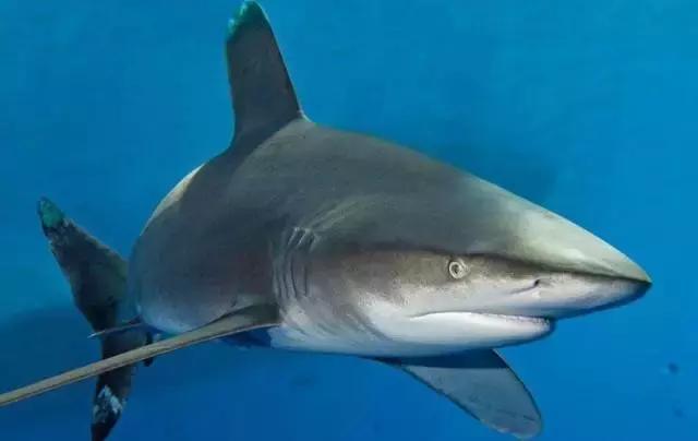 鲨鱼会被水淹死么,鲨鱼停止活动就会窒息而死