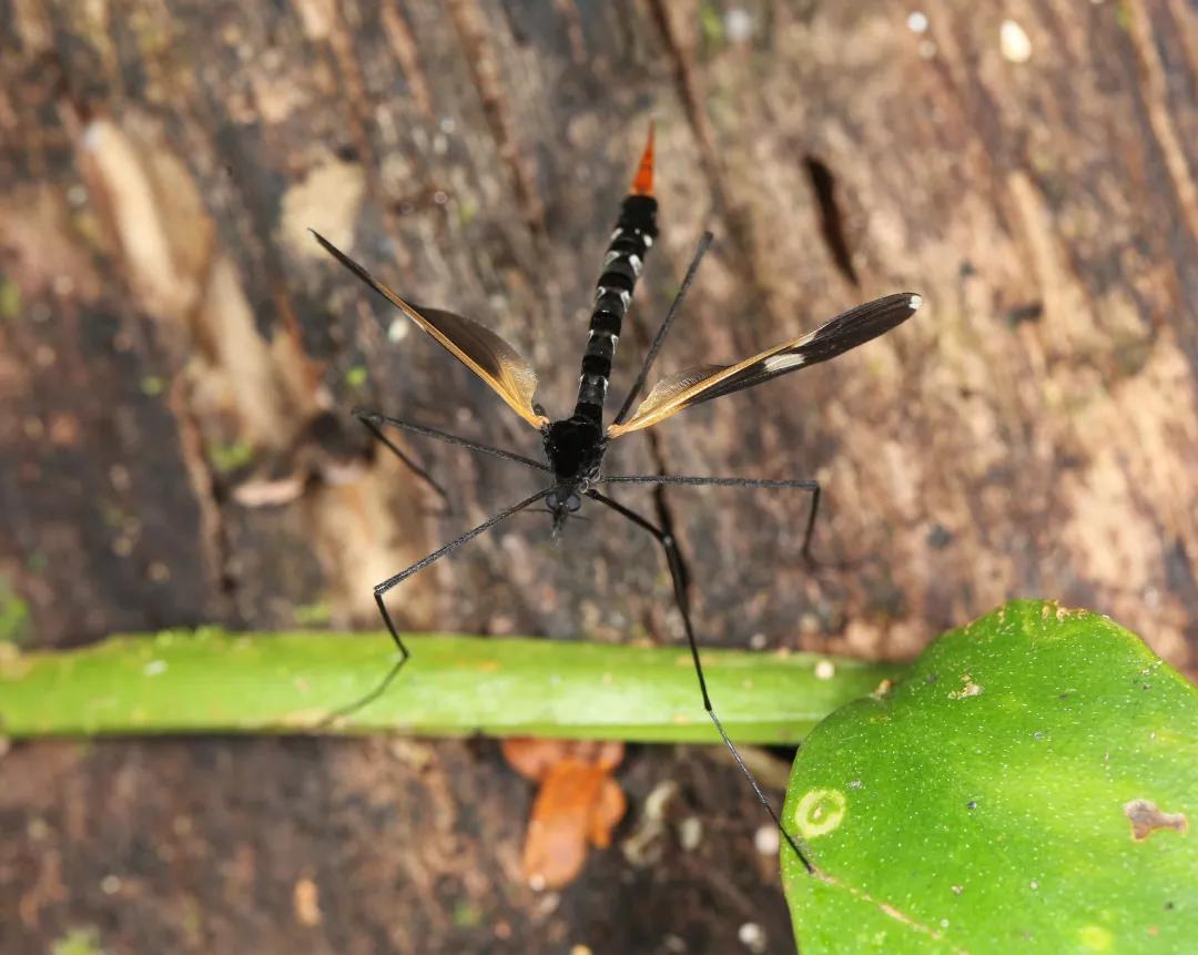 徒步云南虫谷,云南虫谷经典