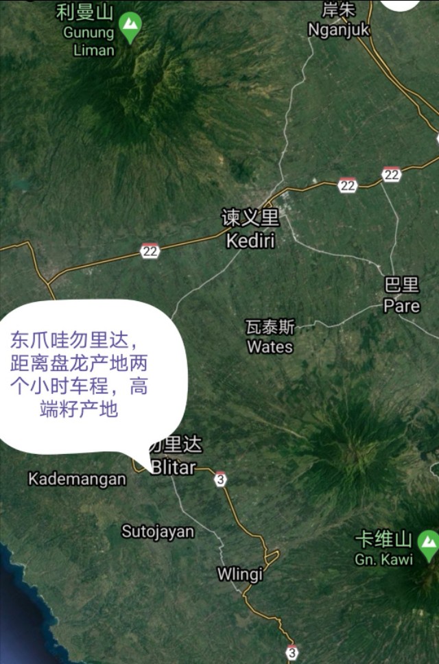 印尼金刚菩提是落地红吗,金刚菩提印尼跟尼泊尔