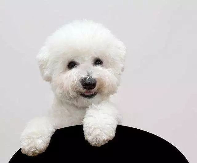 你了解狗狗的行为吗,狗狗爪子的养护常识