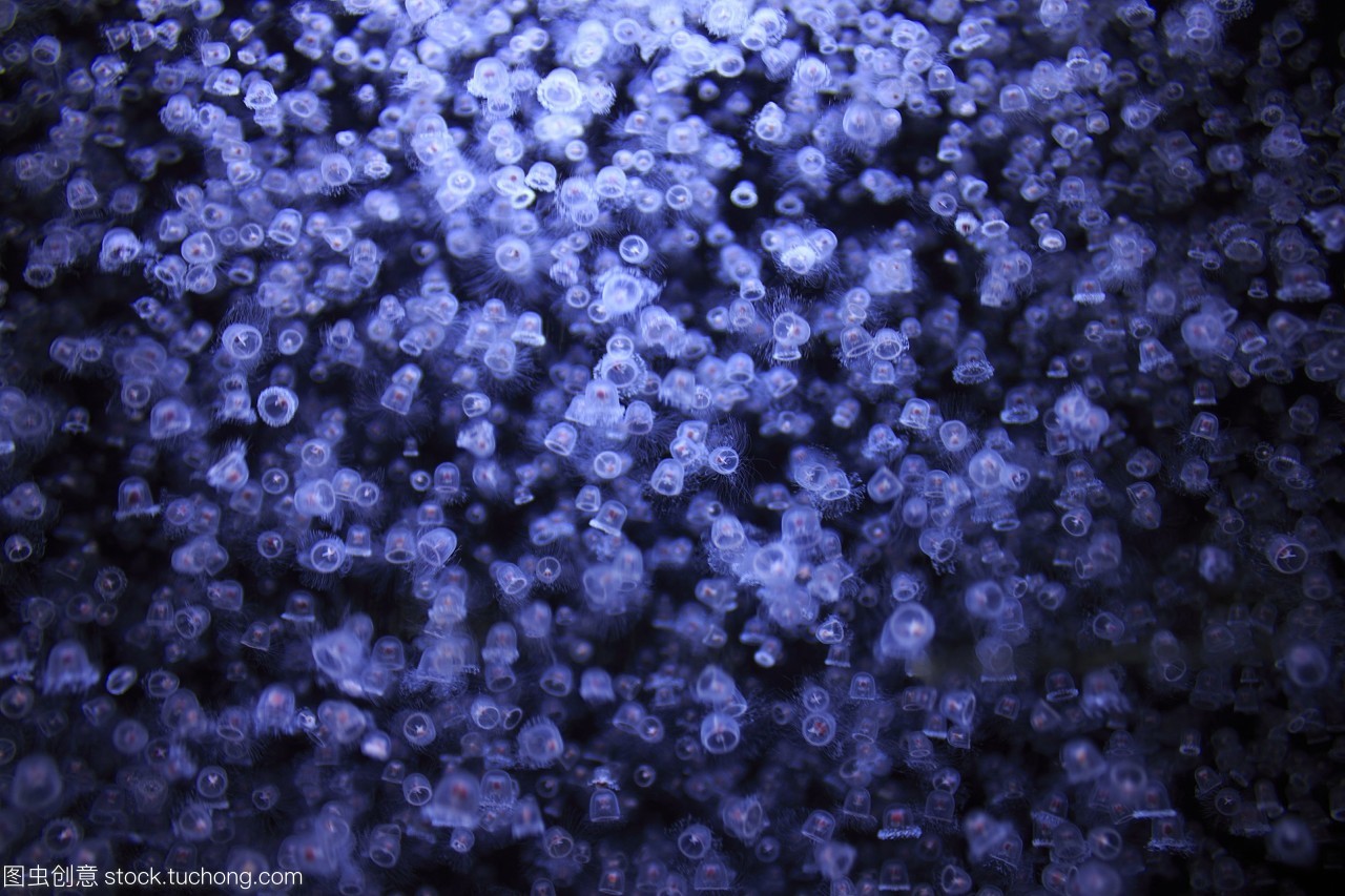 灯塔水母真的有不死之身,千年不死的灯塔水母