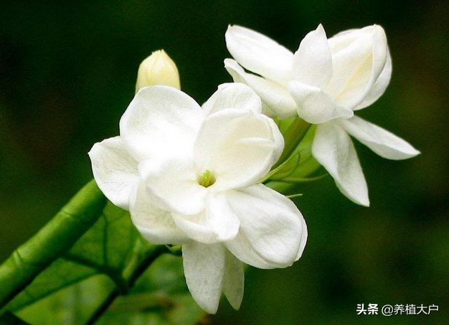 家里栀子花黄叶了怎么办,家里栀子花长蚜虫了怎么处理