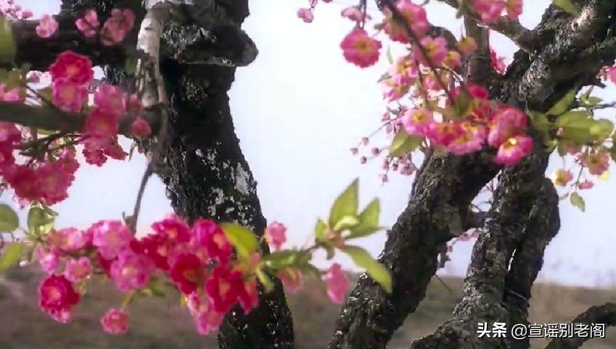 为什么《大话西游》的蜘蛛精一出场，要举着一支桃花？