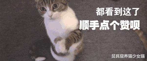 强撸的猫不甜，这些撸猫手法让猫咪乖乖投降，收藏备查