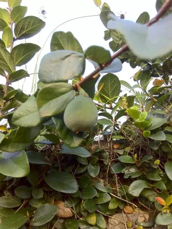 学会这个方法一个夏天不被蚊子咬,果树成熟了怎样防止鸟儿偷吃