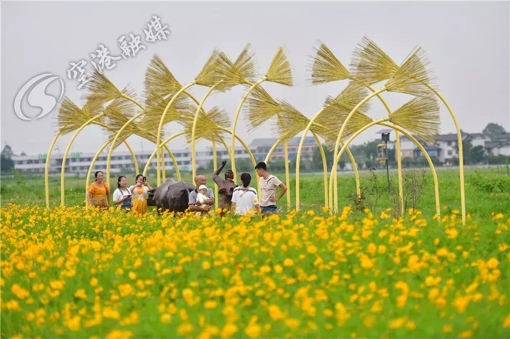 来成都打卡空港花田,成都双流空港花田打卡看飞机