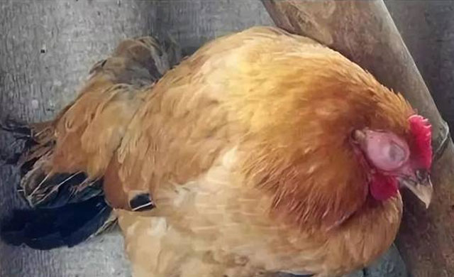 鸡肿头肿脸防治方案,鸡肿脸病的治疗方法