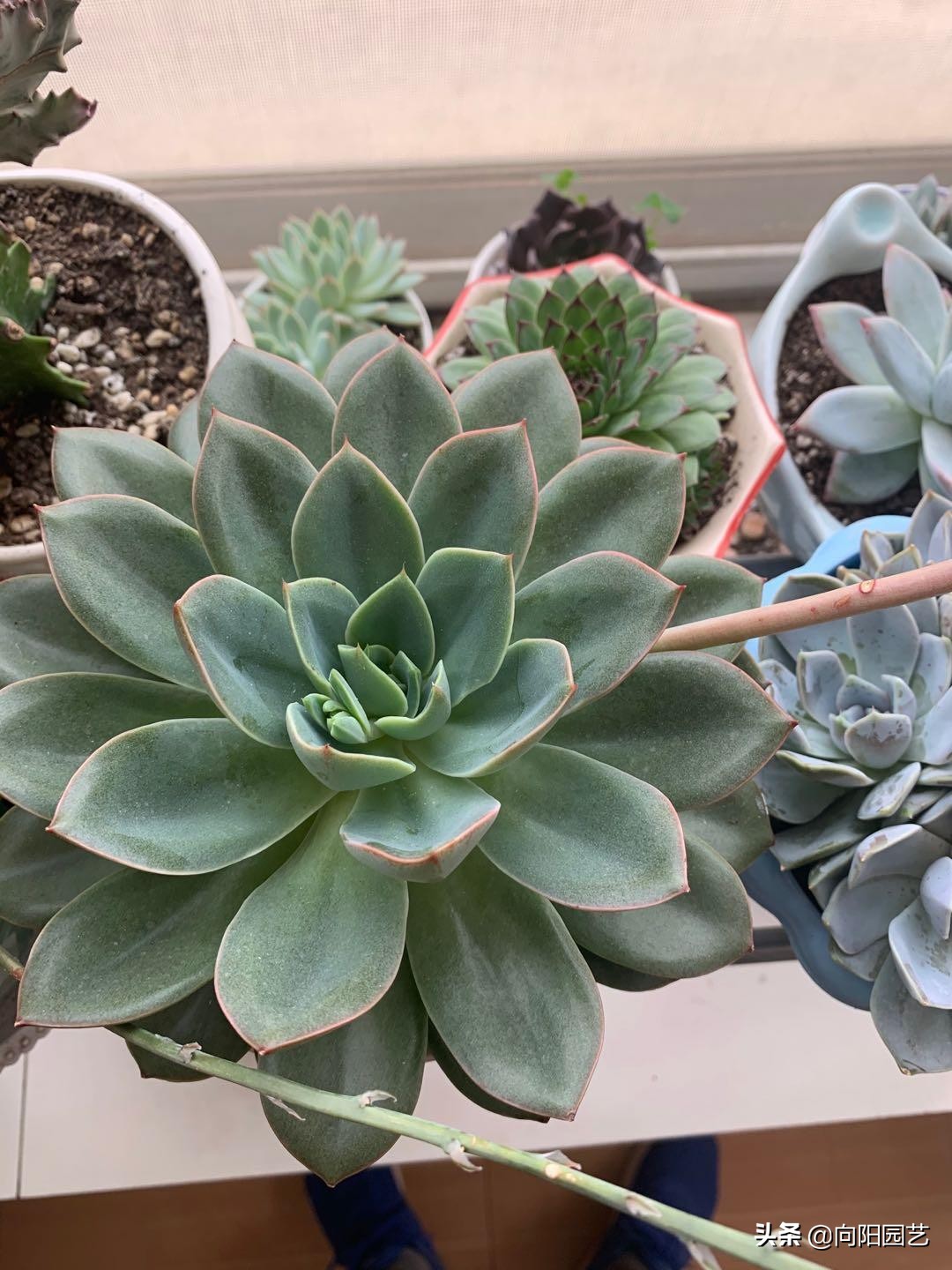 多肉花剑怎么处理,多肉长花箭几月份处理