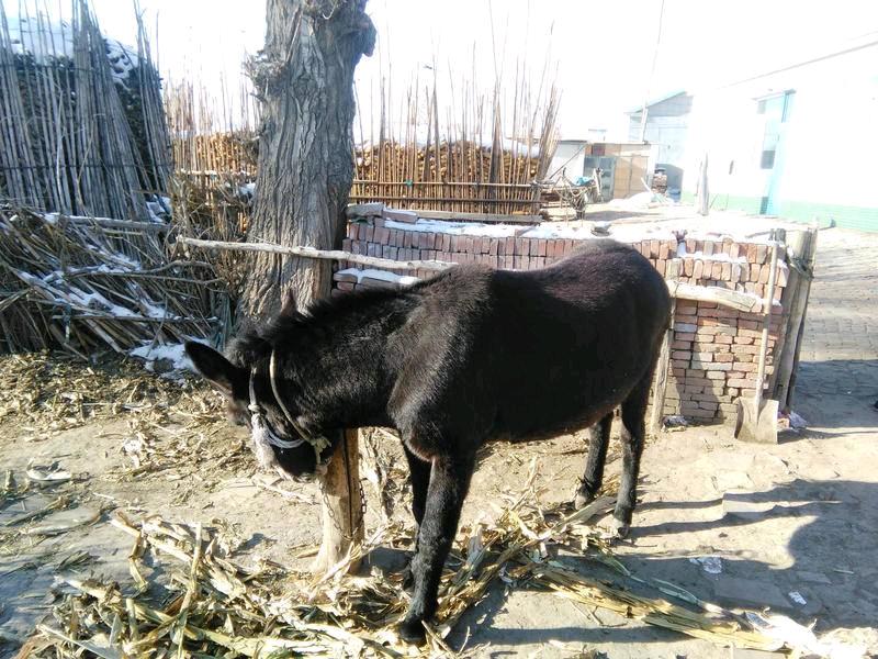 适合穷人养殖创业项目加盟,适合北方穷人养殖创业