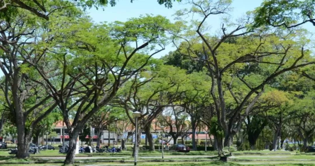 新加坡人口为什么这么少,新加坡最新人口比例