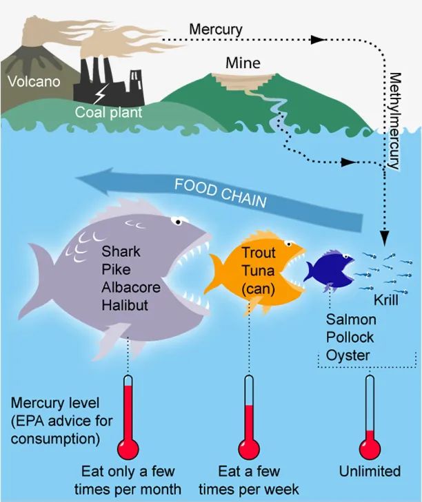 长寿鱼为什么建议避免食用,好健康的长寿鱼