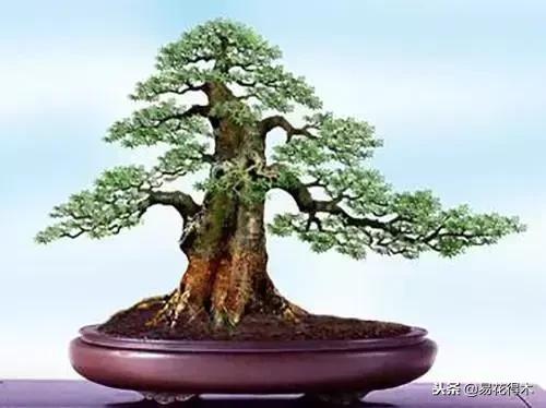 生桩的种植方法和技巧,生桩用什么土栽种最好