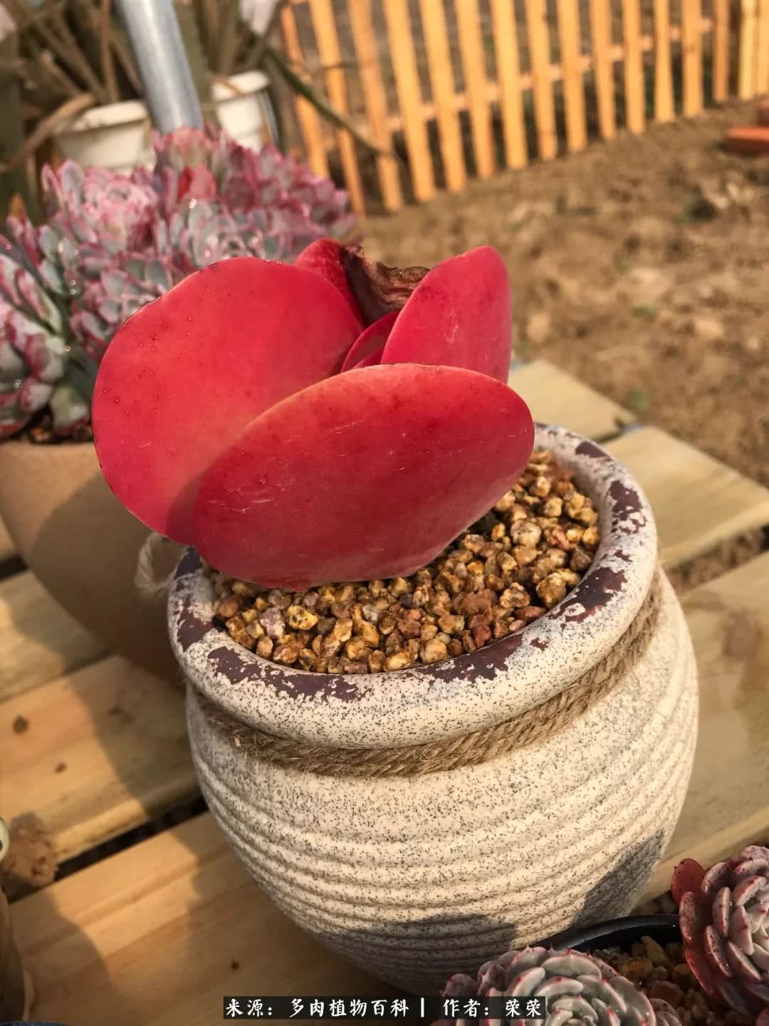 我在包邮区养肉，附多肉越冬度夏养护建议！