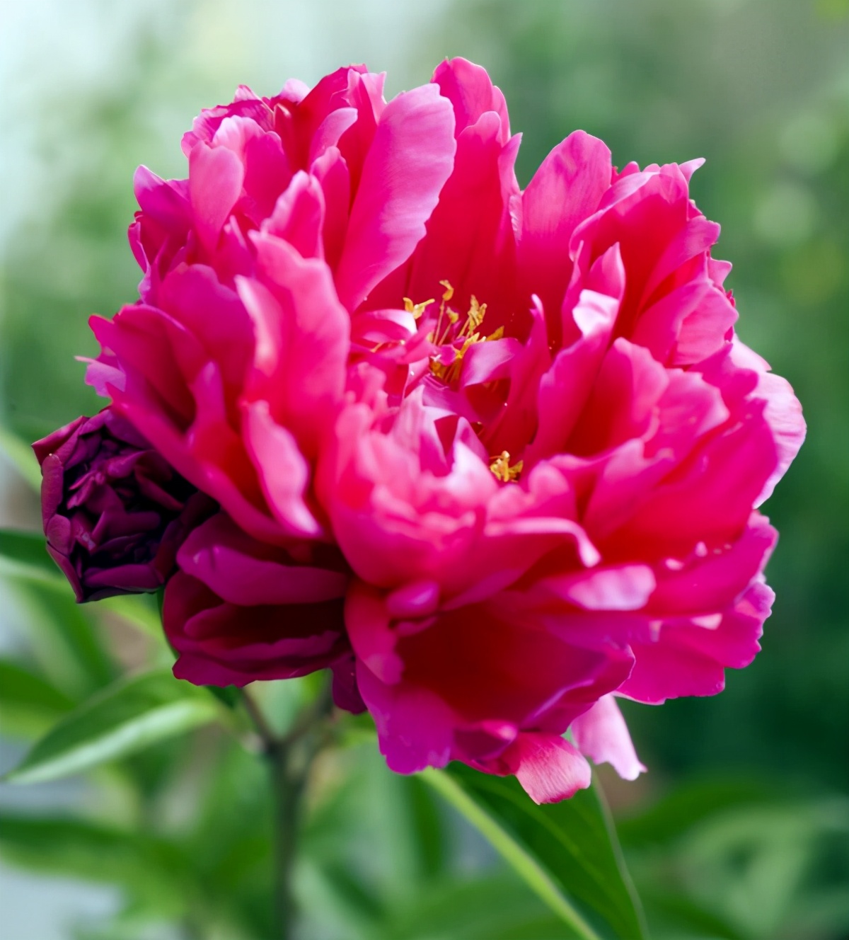 庭前芍药妖无格全文意思,庭前芍药妖无格的庭前指的是哪里