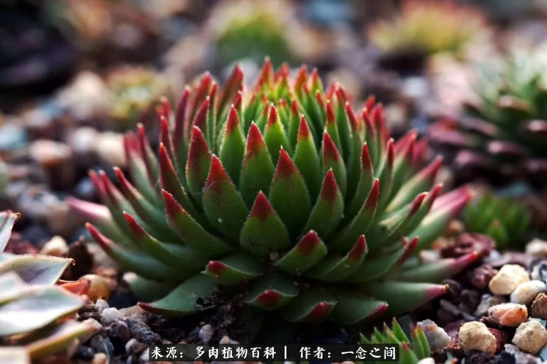 多肉牛群里的“七福神”（下）：男神篇！