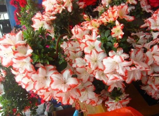 杜鹃花十大品种排名及图片欣赏,杜鹃花的品种有哪些图片