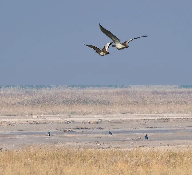 江苏盐城发现狗獾，能2秒击败一条蛇，为何说它是亚洲平头哥？