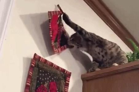 揭秘那些养猫谣言是真的吗,养猫的十大迷惑行为