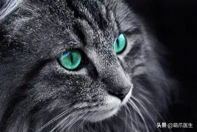 猫咪眼睛有分泌物怎么处理,猫咪眼部常见的疾病及日常护理