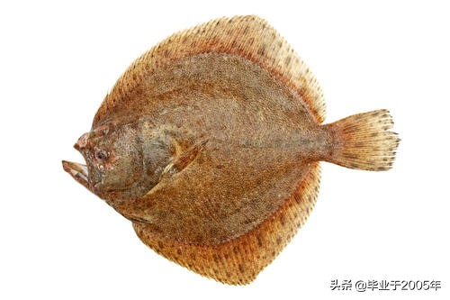 辽宁常见的鱼有哪些,辽宁沿海常见鱼