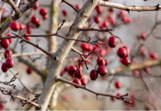 山楂的功效与作用可助消化吗,山楂有助于消化吗