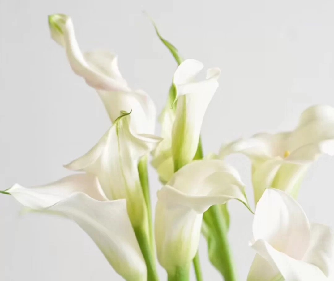 蓝色花花花语,花语是我喜欢你的花