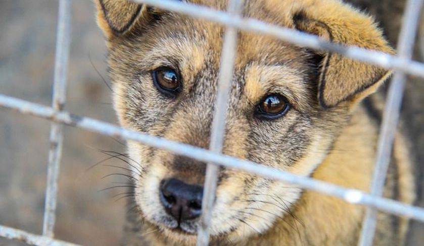 为啥现在爱狗人士少了,爱狗人士为啥变成贬义词