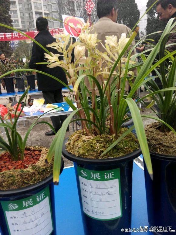 贵州开阳野生兰花品种,兰花贵州红图片