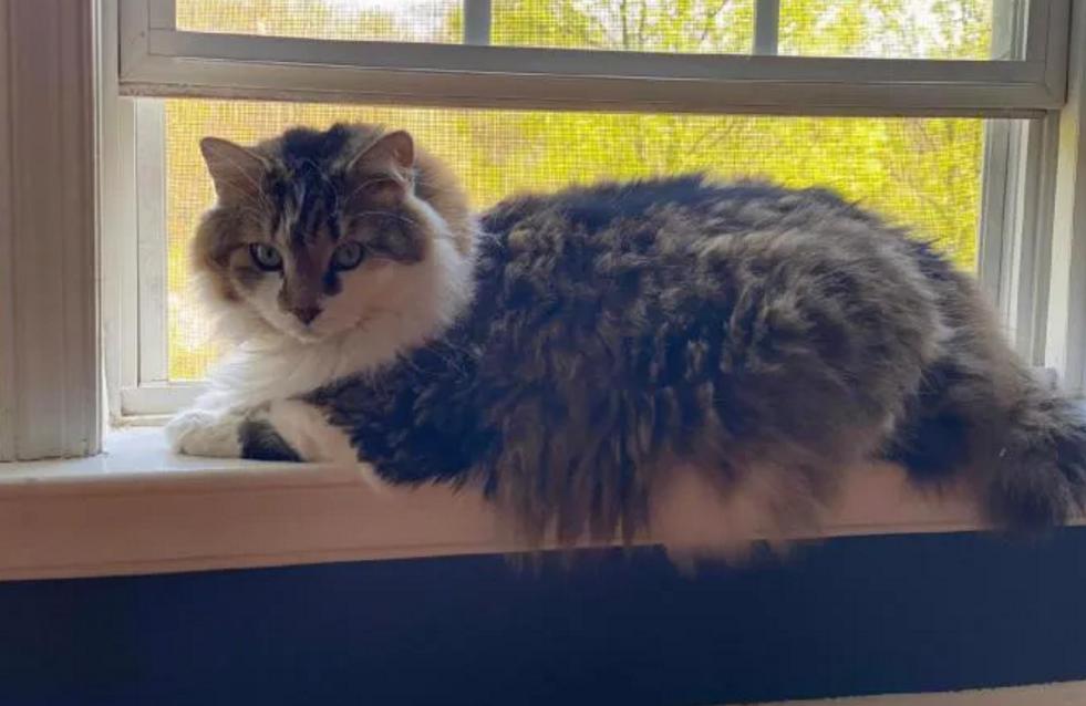 一分钟看完猫的一生,猫的一生详细介绍