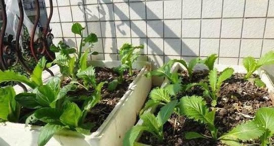 室内养花种菜工具箱,用泡沫箱可以做厨余垃圾堆肥水吗